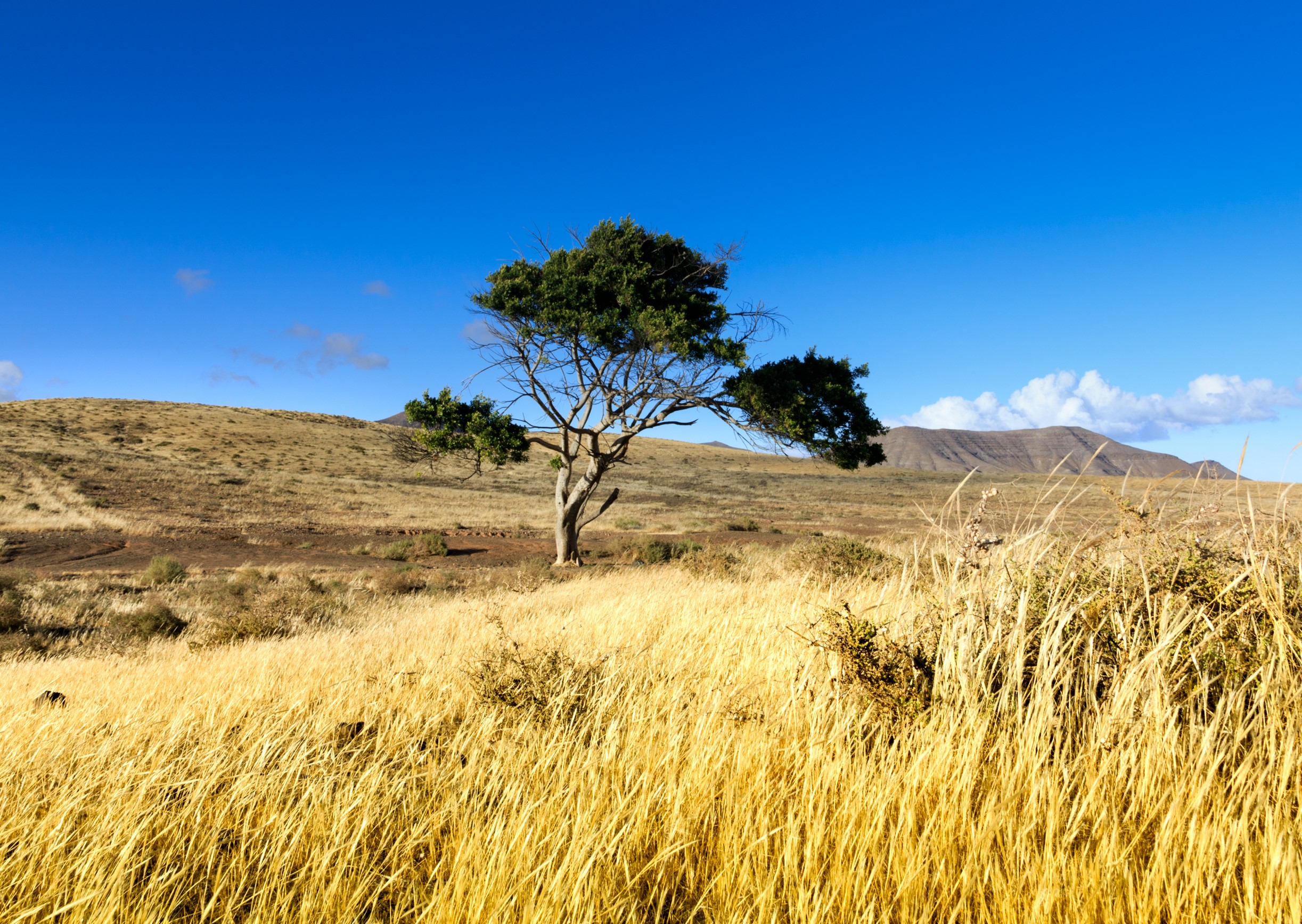 Consideraciones sobre el ignoto clima interior de Fuerteventura 